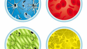 Read more about the article Cross contamination in the work place and at home.