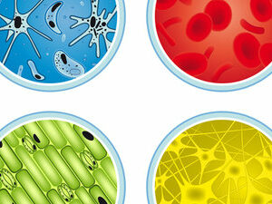 Read more about the article Cross contamination in the work place and at home.