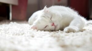 Read more about the article Carpet Cleaning: What Can and Can’t Be Removed Without Professional Tools
