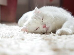 Read more about the article Carpet Cleaning: What Can and Can’t Be Removed Without Professional Tools