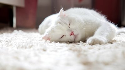 You are currently viewing Carpet Cleaning: What Can and Can’t Be Removed Without Professional Tools