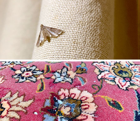 Carpet Cleaning for Yorba Oil